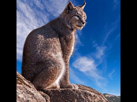 The Iberian Lynx