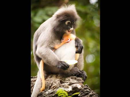 The Golden Headed Langur