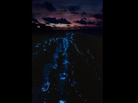 Mystery 7: Bioluminescence Mystery 7: Bioluminescence