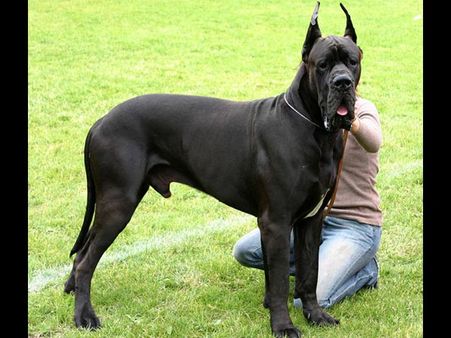 6. The Great Dane