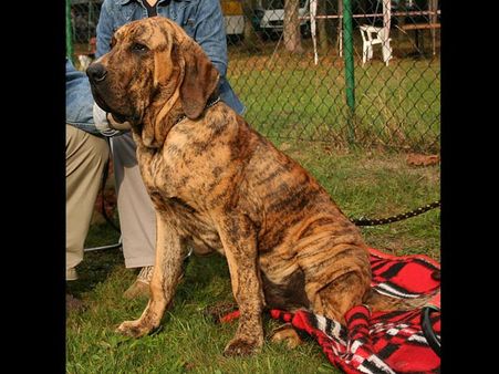 5. The Brazilian Mastiff