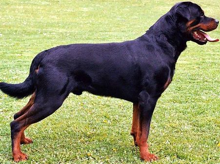 2. Rottweiler
