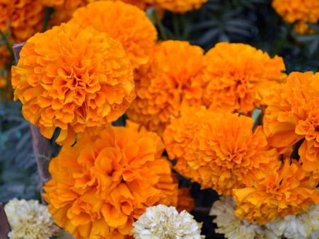 Marigold