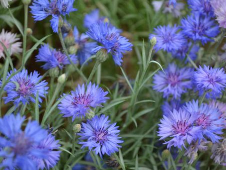Fabulous Violet Flowers