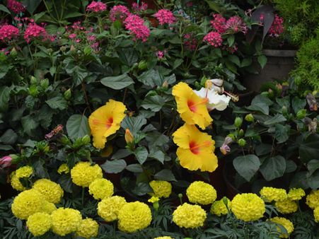 Yellow Hibiscus And Marigold