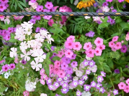 Another Set of White And Pink Flowers
