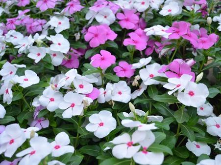 White And Pink Flowers