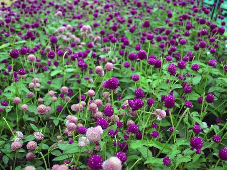 Beautiful Flowers Again