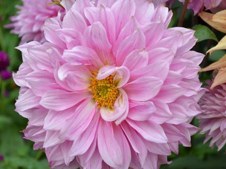 Pink Dahlia