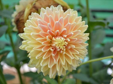 Orange Dahlia