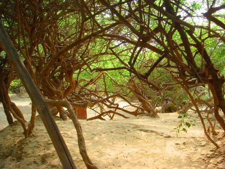 Nidhivan: The Forest Full Of Mysteries