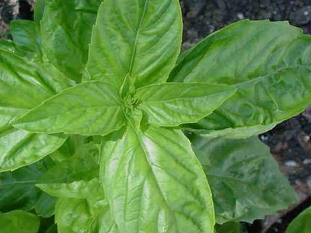 Try Holy Basil Try Holy Basil