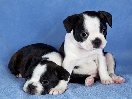 Boston Terrier