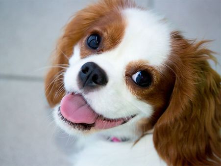 Cavalier King Charles Spaniel