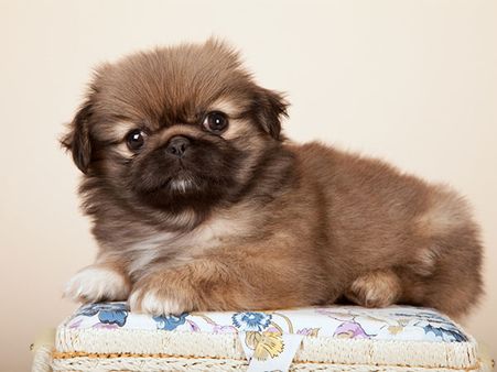 Pekingese