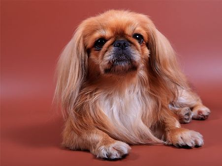 Tibetan spaniel