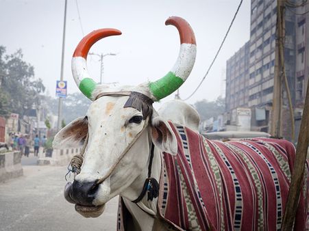 Why Hindus Don't Eat Beef Why Hindus Don't Eat Beef