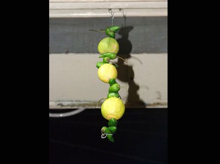 Lemon Chilli Charm