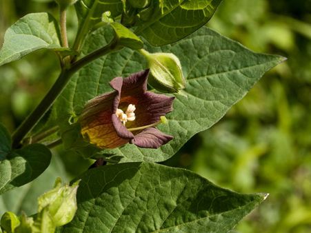 Belladonna