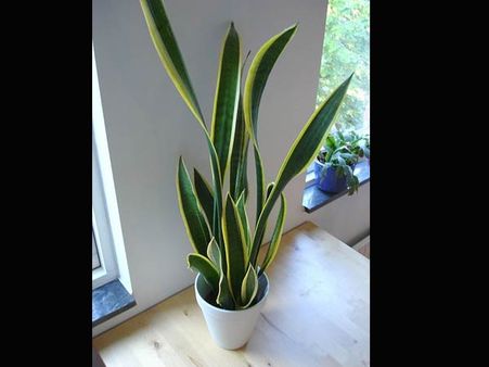 Snake Plant