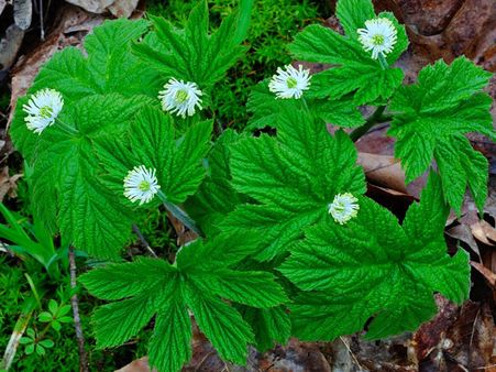 Goldenseal Goldenseal