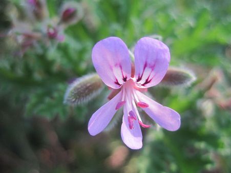 4. Scented Geranium