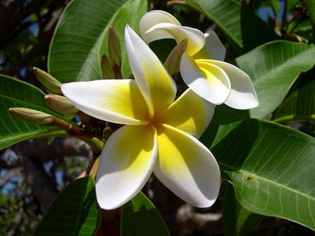15. Plumeria