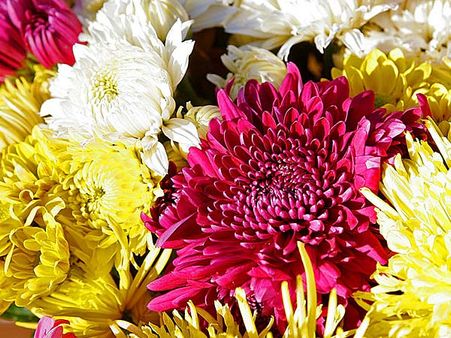 7. Chrysanthemum (Chrysantheium morifolium) : 