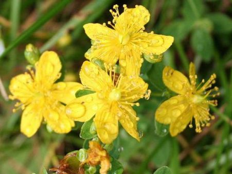 St. John Wort