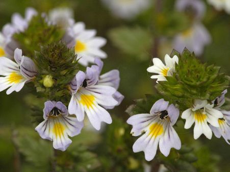 Euphrasia (Eyebright)