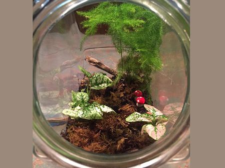 Terrarium