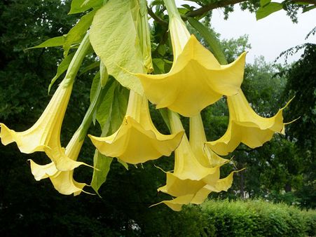 Angel's Trumpet