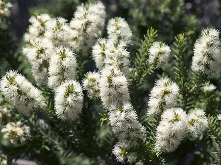 Melaleuca Oil