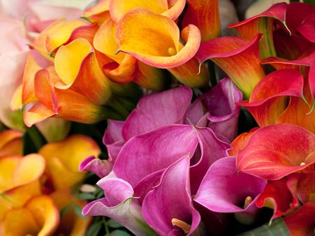Calla Lilies