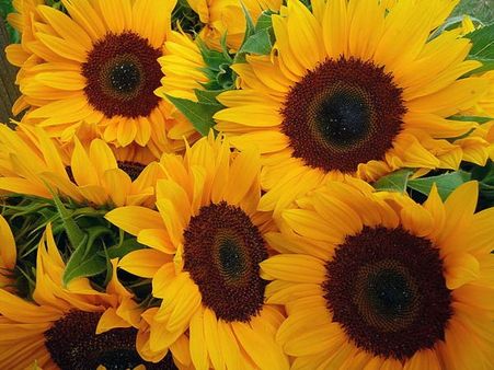 Sunflower Bouquets