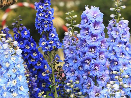 Delphinium