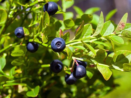 Bilberry