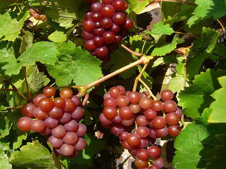 Red Grapes