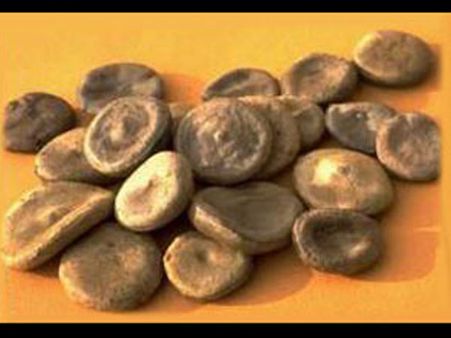 Nux Vomica Nux Vomica