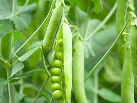 Peas 