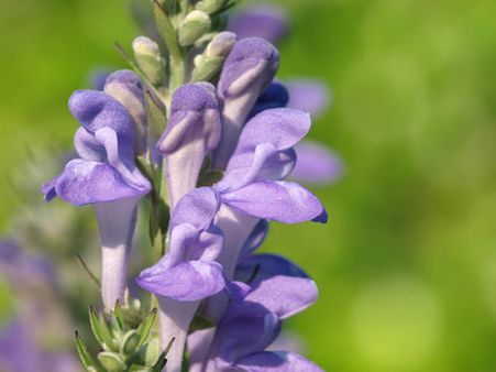 Skullcap