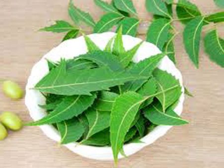 Neem Leaves