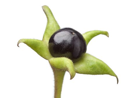 Belladonna Belladonna