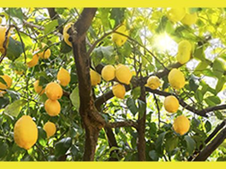 Sunlight For Lemon Tree
