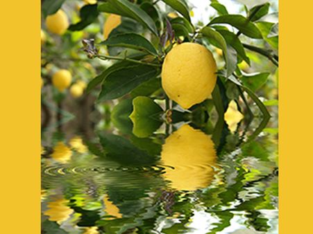Water Requirements For Lemon Trees