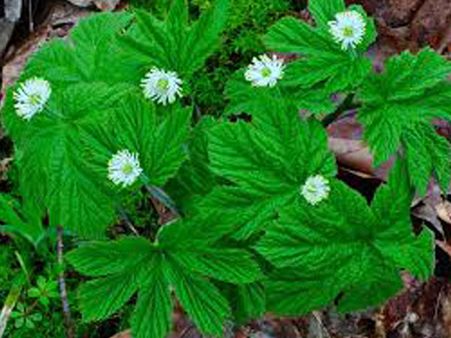 Goldenseal Goldenseal