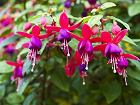 Fuchsia