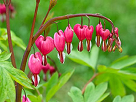 Bleeding Heart Plant