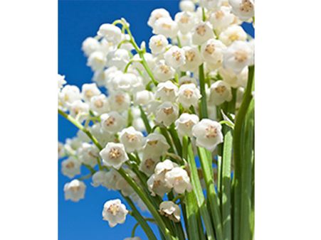 Lily Of The Valley
