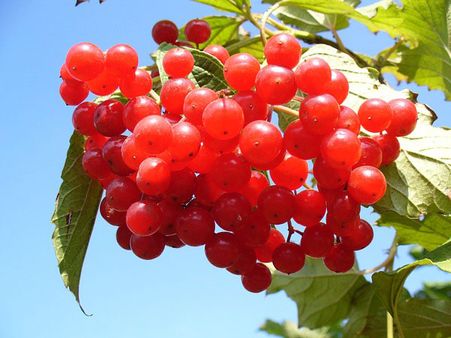 9. Cranberry 9. Cranberry